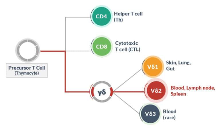 gamma delta t cell development