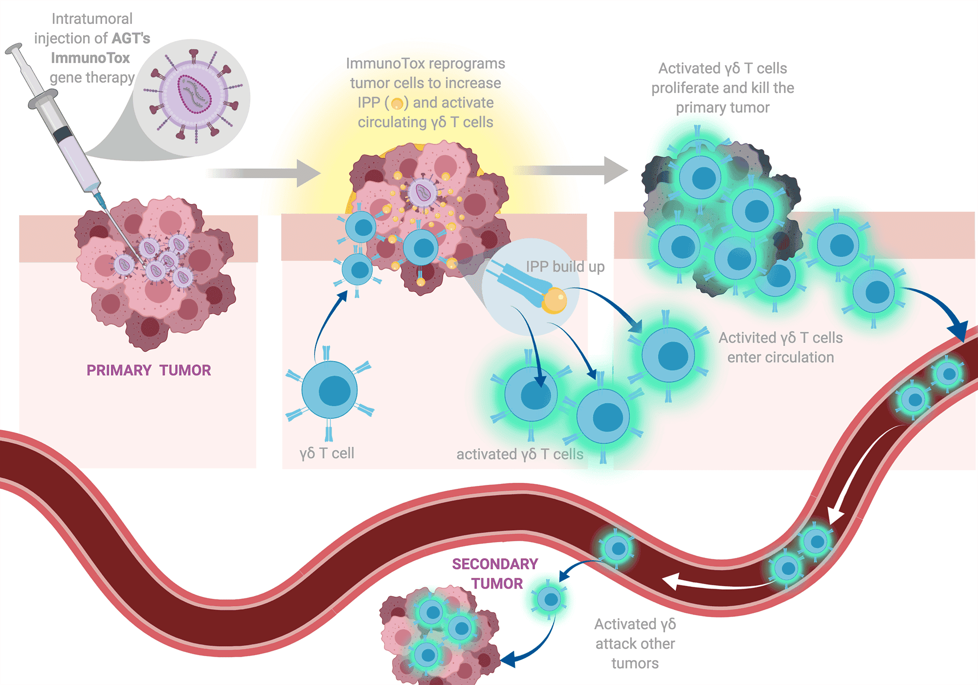 How ImmunoTox works in tumor cells