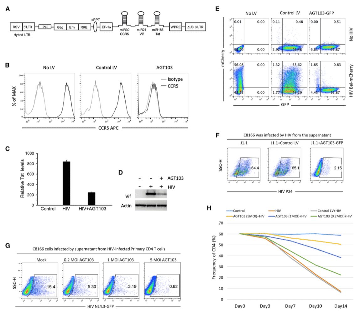 Construction and Evaluation of Lentivirus AGT103