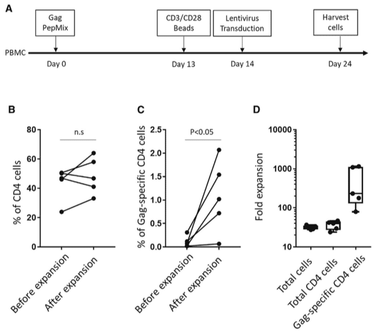 Expansion of HIV Gag-Specific CD4 T Cells by Antigen-Specific Enrichment and Nonspecific Stimulation