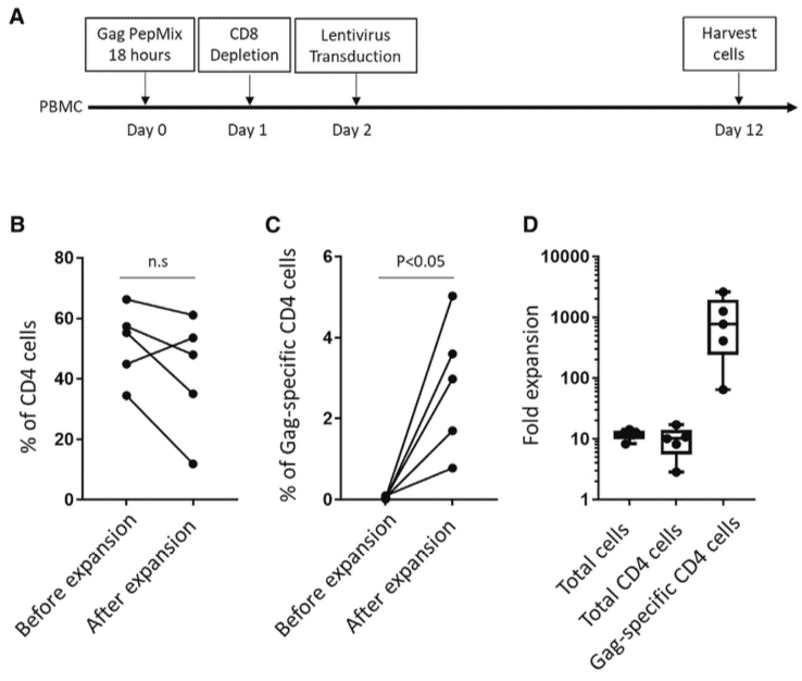 Expansion of HIV Gag-Specific CD4 T Cells by Peptide Stimulation and CD8 T Cell Depletion