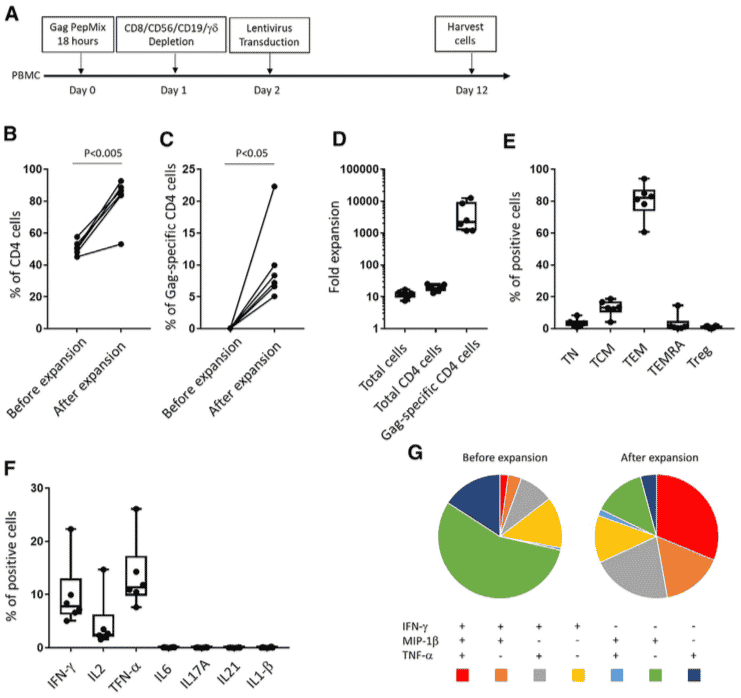 Expansion of HIV Gag-Specific CD4 T Cells by Peptide Stimulation and CD8/CD56/CD19/gd Depletion