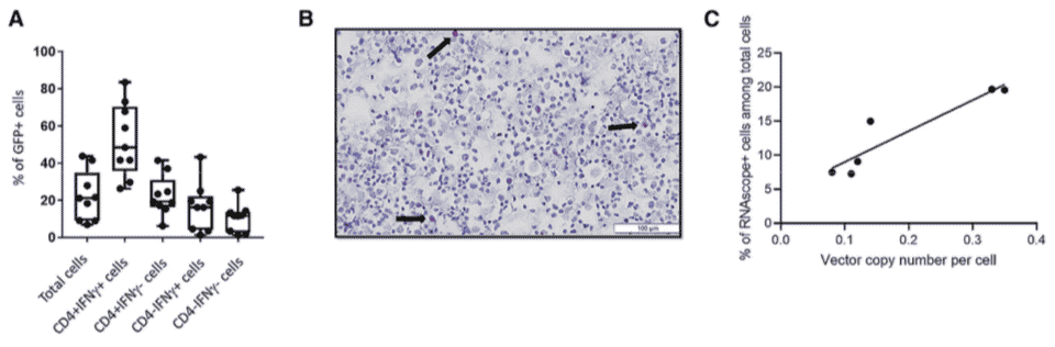 Evaluation of Lentivirus Transduction Efficiency