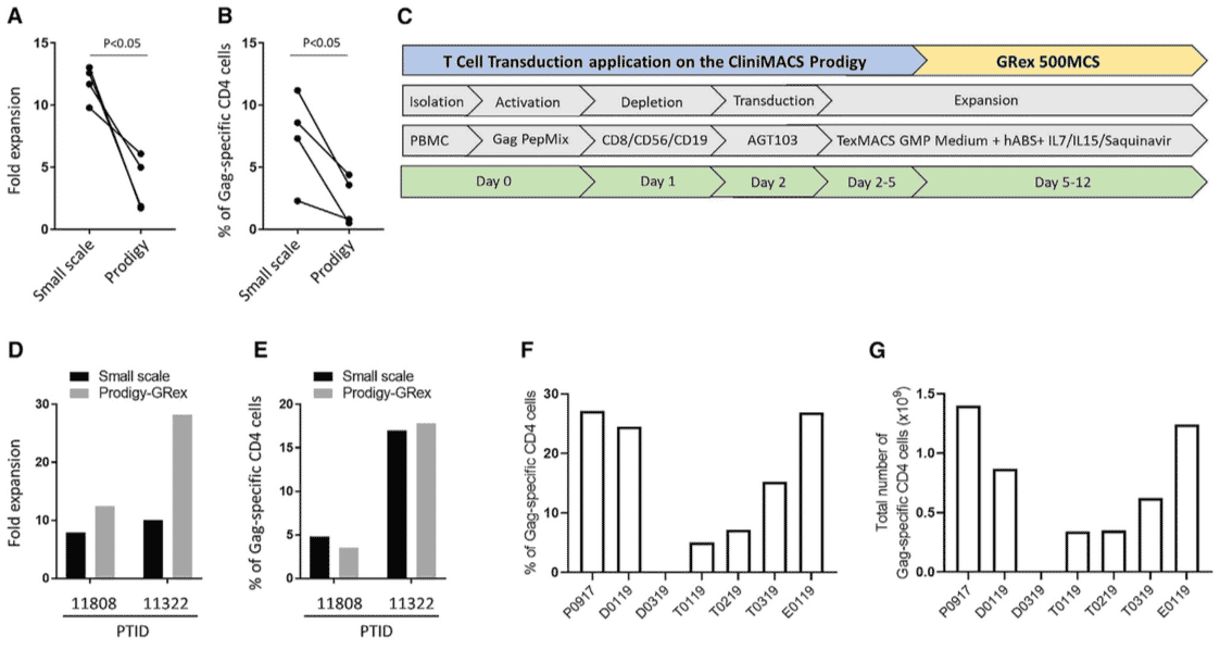 GMP-Grade Manufacturing of HIV Gag-Specific CD4 T Cells