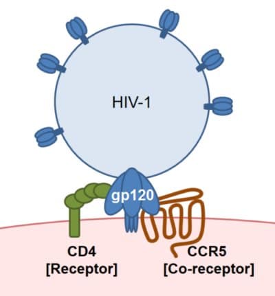 CCR5 Receptor Binding to HIV