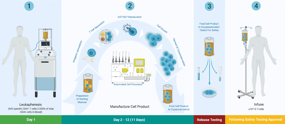 Infographic for AGT's gene therapy process for HIV