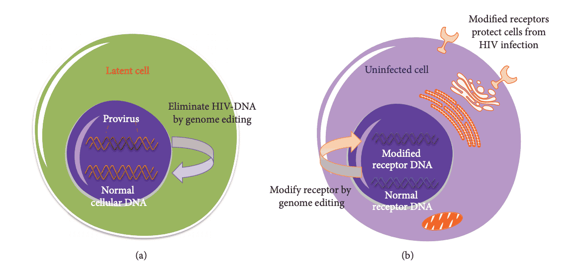 Modified cells