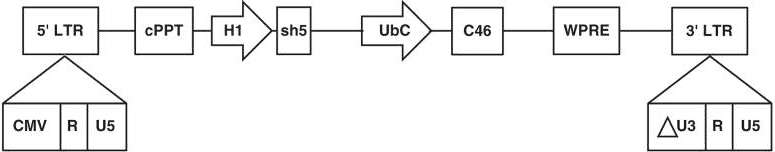 lvsh5 Calimmune’s LVsh5/C46 Lentiviral Vector
