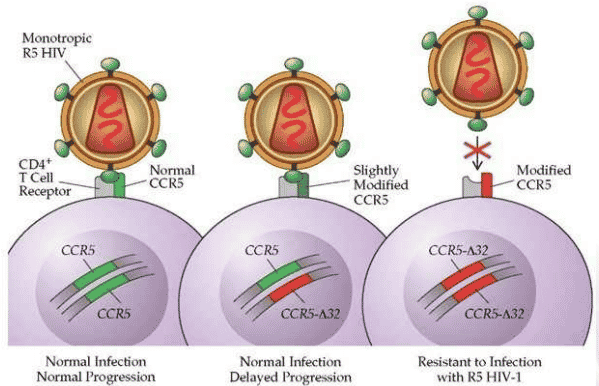 Normal CCR5, Heterozygous and Homozygous CCR5 Δ-32 Mutation