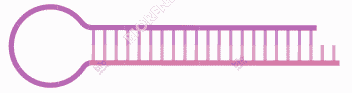 Short Hairpin (SH) RNA