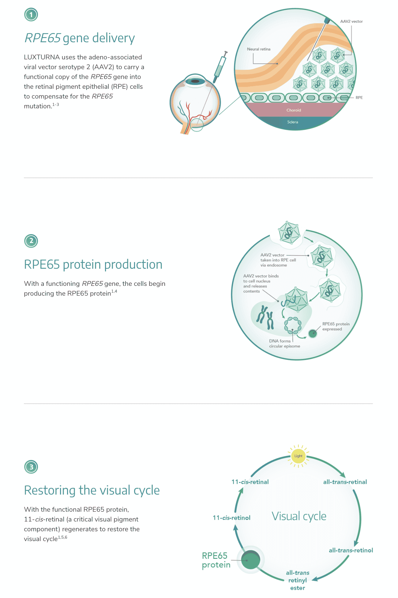 Diagram: Luxturna Mechanism of Action, 2020