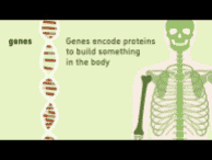 What are genes?