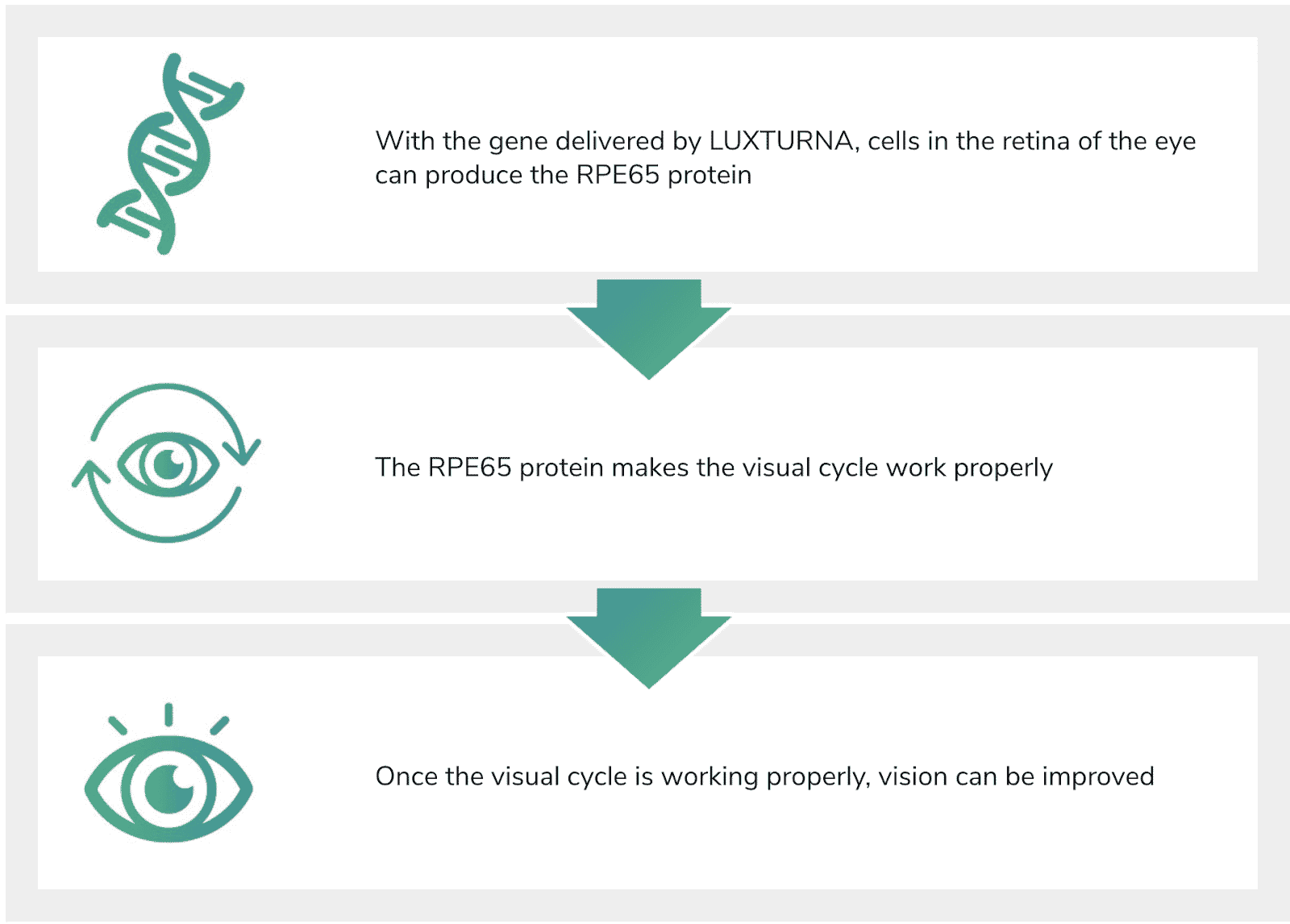 The mechanism for vision improvement through the use of LUXTURNA