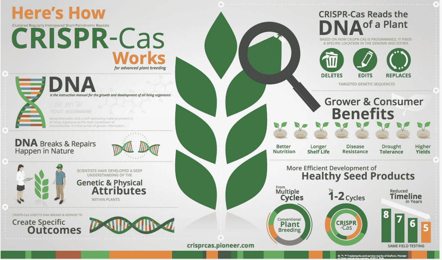 How CRISPR-Cas works infographic