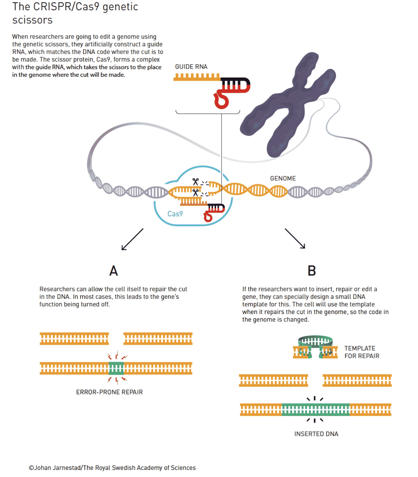 How CRISPR/Cas9 acts as genetic scissors