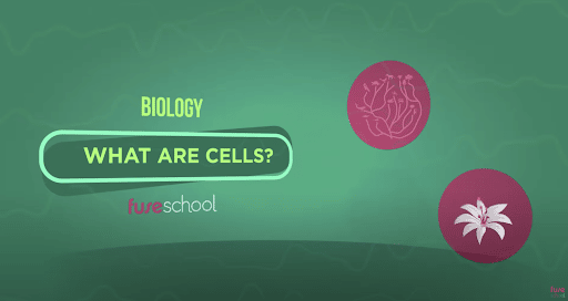 What are cells?