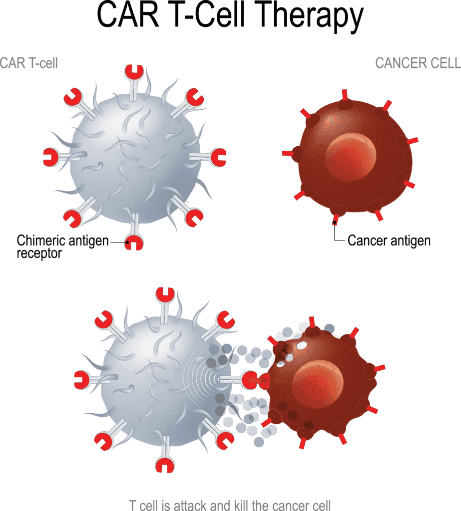 How CAR T-cells attack cancer cells