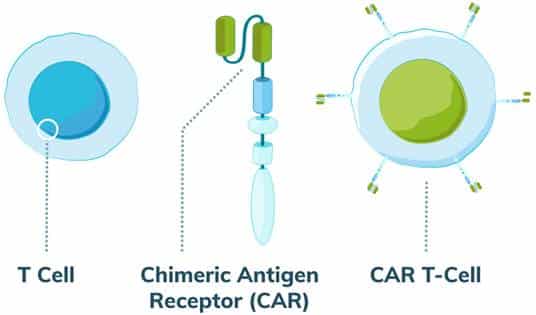 CAR T Components