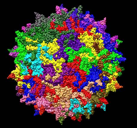 Adeno-associated Virus (AAV)