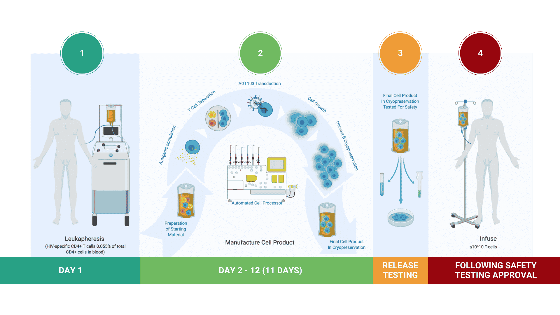 22_AGT HIV Page Cell Product Graphic