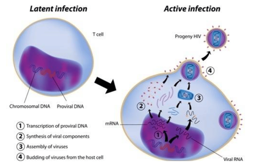 HIV Infection in Target T Cells