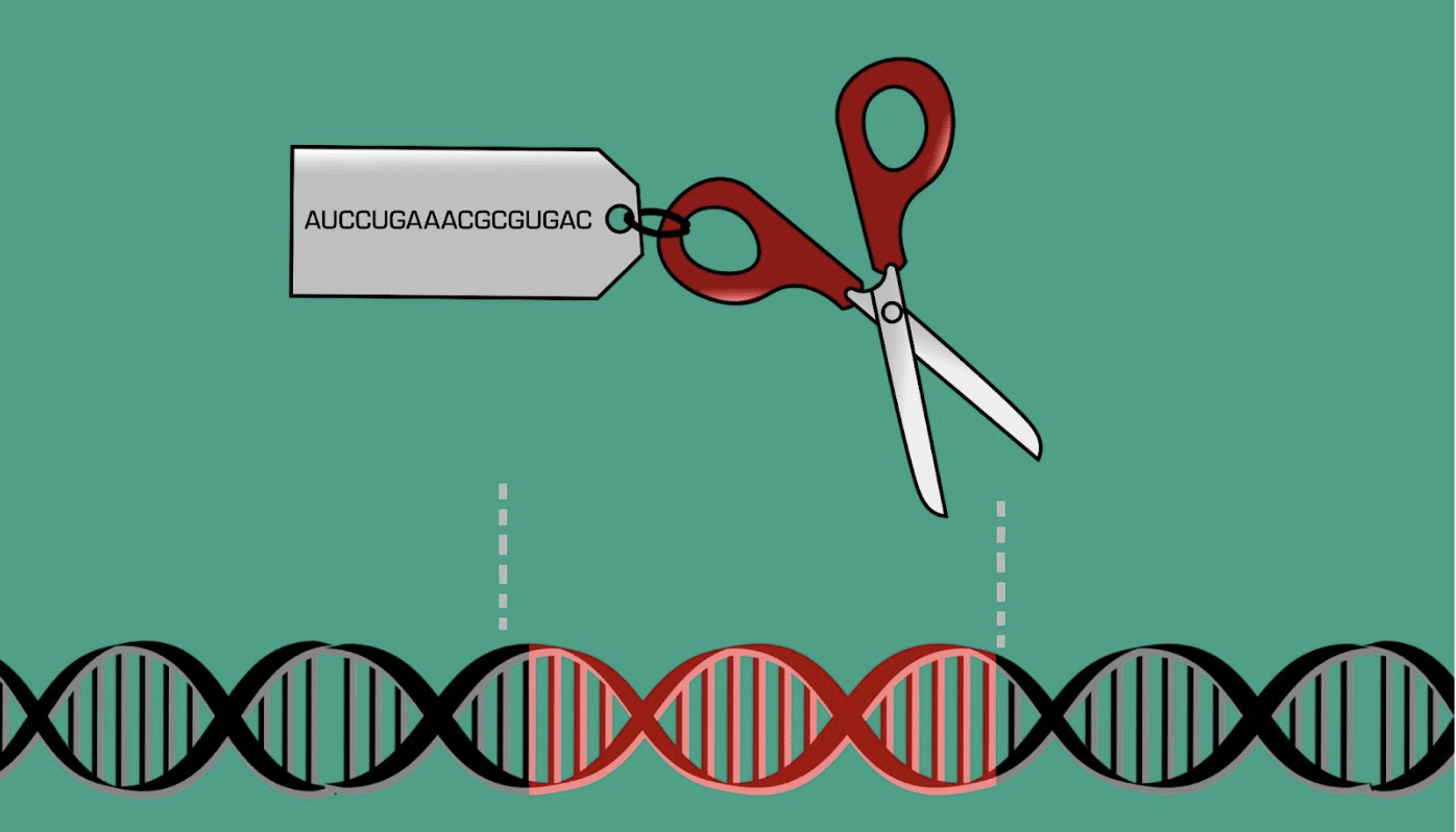 scissors with dna CRISPR editing DNA